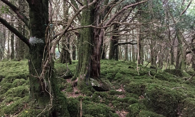 Moyode Woods, Ireland